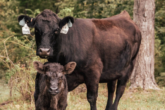 Calving Season at the Farm