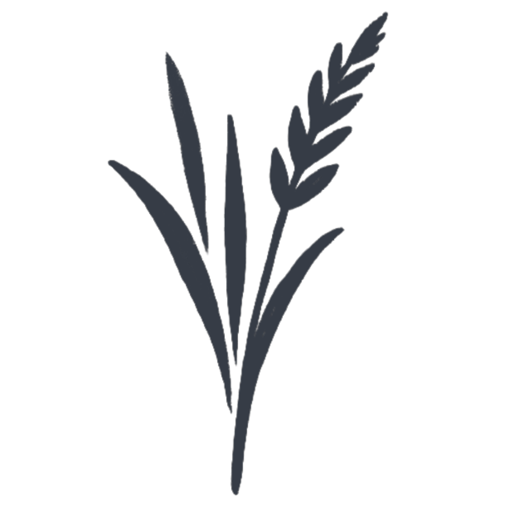 Black silhouette of wheat stalks on a white background